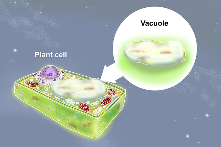 Vacuoles In Animal Cells Are Different In Plant Cells